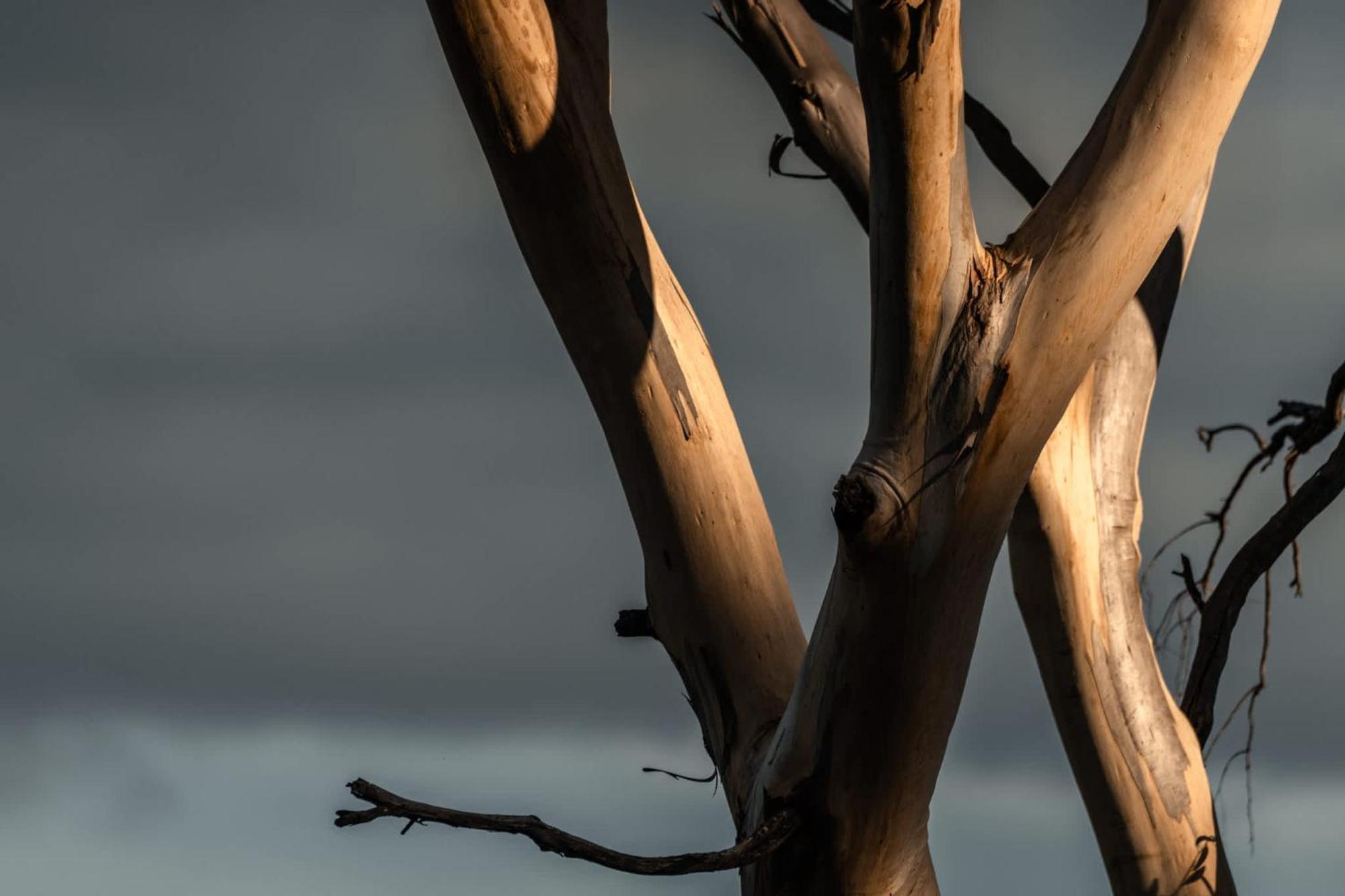 Numie - Freycinet Peninsula - Glamping - Heated - Waterfront Hotel Coles Bay Luaran gambar