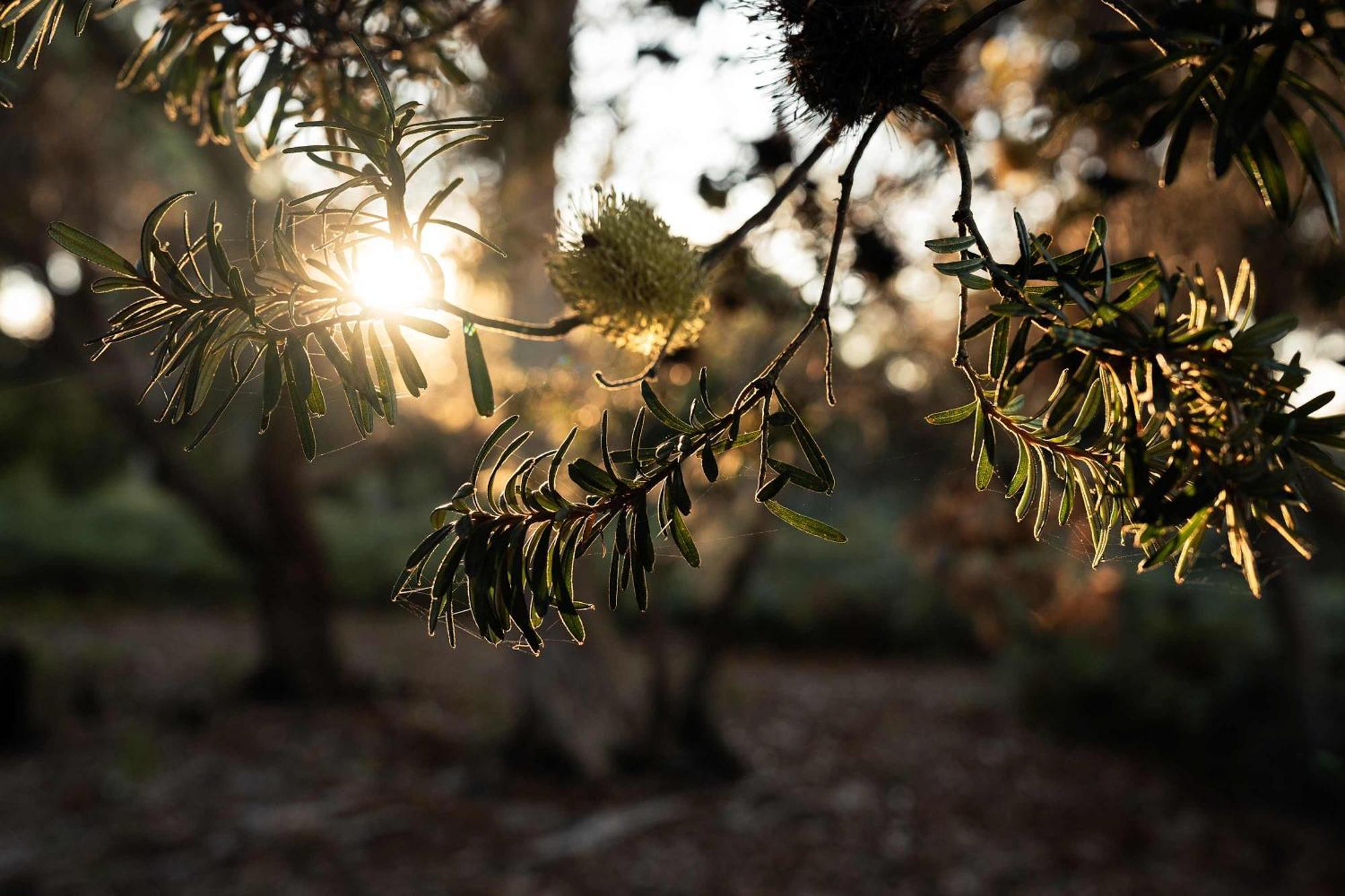 Numie - Freycinet Peninsula - Glamping - Heated - Waterfront Hotel Coles Bay Luaran gambar